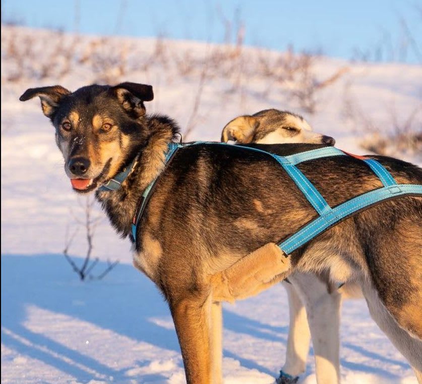 V.I.P. R-sele Turkis Str. 4 (Grå)