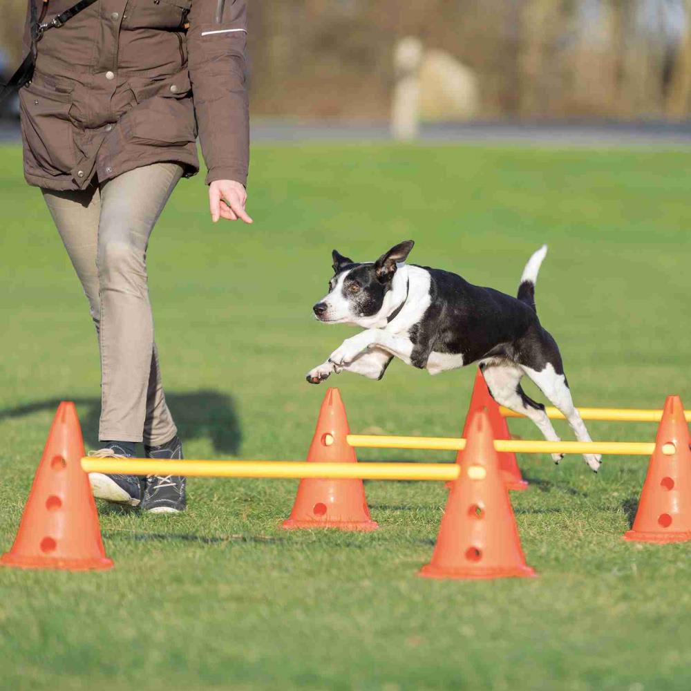 Agility Hinder 32091 Inneholder 6 Kjegler Ø23x30cm 3 Stenger 78cm