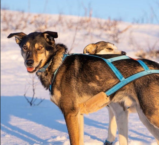 V.I.P. R-sele Turkis Str. 0 (Hvit)